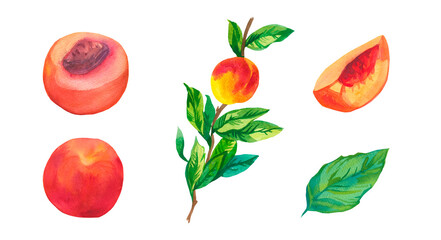 Set of watercolor orange peaches on white isolated background.A collection of juicy fruits hand drawn.Clip art with healthy food.Design for social networks,invitations,packages,posters,wallpapers.