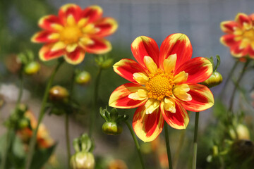 Beautiful Dahlia Pooh Island Flowers with Shiny Flower Heads in Strong Colors.  Yellow, Red and Orange colors that really Pop - 397397033