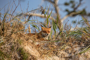 fuchs