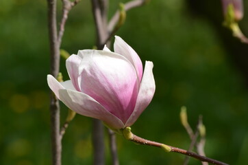 Obraz na płótnie Canvas Large pink magnolia flower with blurred background, wallpaper, screensaver, macro