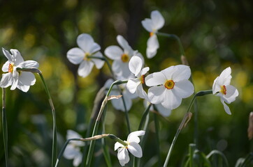 Delicate white daffodils in the light of sunset, wallpaper, screensaver, summer sunset in flowers