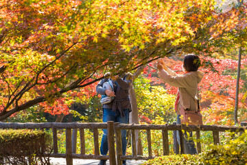 紅葉シーズンの公園で鑑賞している人々の姿