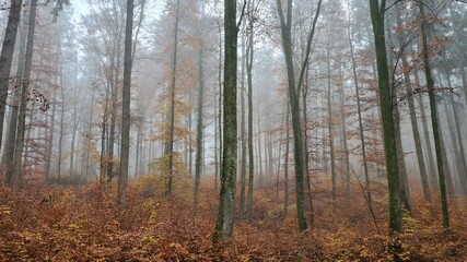 forest in fog
