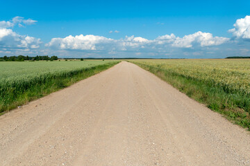 Fototapeta premium Empty dirt road through the fields. Fluffy clouds on a warm summer Sunny day over a field of wheat. Pure nature away from the big city. Eco tourism.