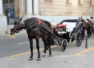 Fototapeta na wymiar evocative image of horse with carriage for waiting tourists in the center of Palermo, Italy 