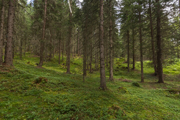 Fototapeta na wymiar green forest while hiking in the nature and summmer
