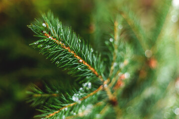 Dew on the conifer
