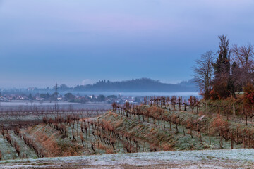 Fototapeta na wymiar Cold misty morning in the vineyards of Italy