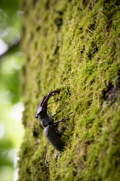 Lucane cerf-volant  - Lucanus cervus (8420)
