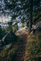 A large tree in a forest