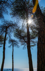 pineta alberi primo piano