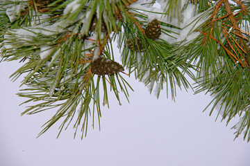 the pine branch which is strewn lightly with snow with cones