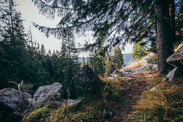 A close up of a hillside next to a tree