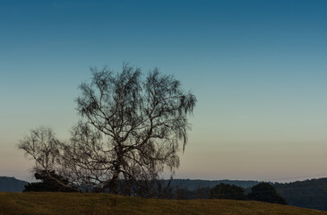 Fototapeta na wymiar large birch on a hill with meadow and blue sky