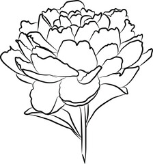 Flower peony blossomed. Separate element on white background. Vector. Black and white. The coloring.