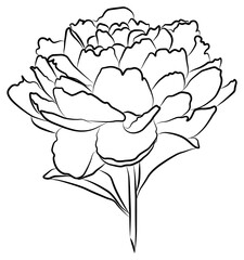 Flower peony blossomed. Separate element on white background. Vector. Black and white. The coloring.