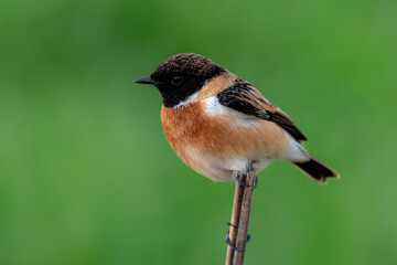 beautiful portrait of stone chat, The Siberian stonechat or Asian stonechat Saxicola maurus is a...