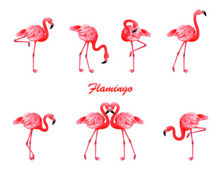 Flamingo in different poses. Vector isolated elements on the white background.