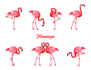 Flamingo in different poses. Vector isolated elements on the white background. © SERHII