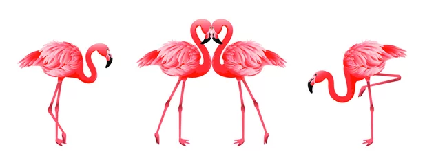 Poster Flamingo Cartoon roze flamingo vector ingesteld pictogram. Mooie elegante roze flamingo& 39 s set, exotische tropische vogels