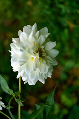 Snow-white dahlia flower in a flower bed. Close-up.