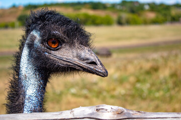 
Funny close-up portrait of emu ostrich.