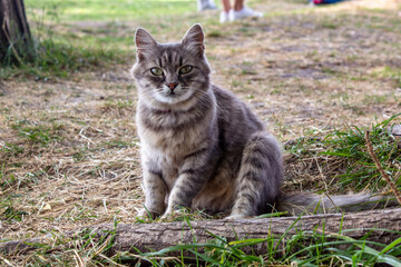 Naklejka na ściany i meble cat, cute funny cat resting in the yard, cat on the grass