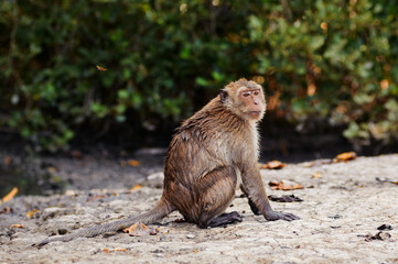 Obraz premium A cute monkey lives in a mangrove forest of Thailand.