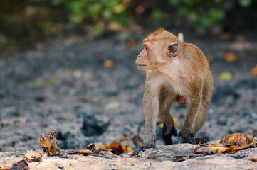 A cute monkey lives in a mangrove forest of Thailand.