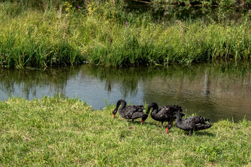 
black swans on the grass by the pond