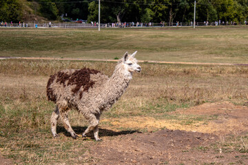 Obraz premium walking llama