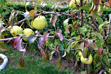 Obraz premium Ripening ripe beautiful juicy fruit pears on a branch, pear tree in the garden. Selective focus. It is called 