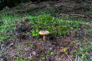 Fototapeta premium Lactarius Deterrimus