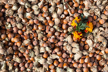 Background made of hazelnuts. Autumn backgroung with copyspace.