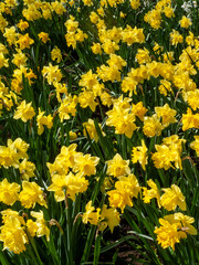Daffodils (narcissus)  a springtime yellow flower bulb plant growing outdoors in a public park during the spring season, stock photo image