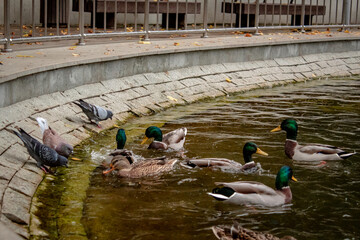 ducks floating in the pond