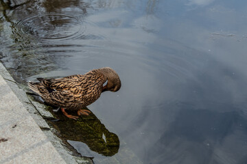 

duck cleaning feathers, reflection of duck in water