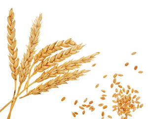 Wheat on white