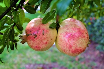 Ripe pomegranate fruit on tree branch in the garden. Colorful image with place for text, close up. Israeli New Year symbol. ripening on the tree with green leaves. It is called 