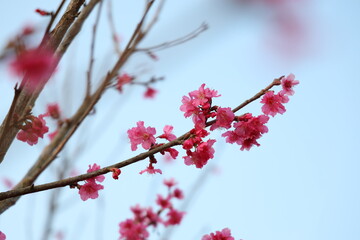 cherry bossom boom in nature