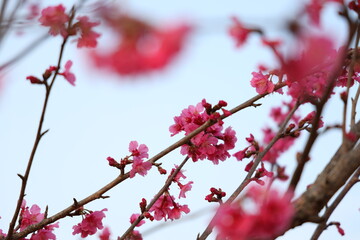 cherry bossom boom in nature