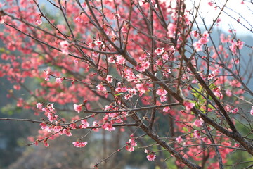 cherry bossom boom in nature