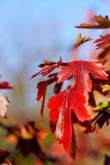red autumn leaves on blue sky background