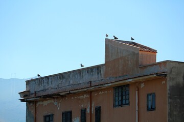 evocative image of some seagulls resting on a roof of a building
