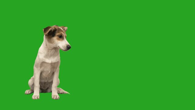 dog sits and looks at the green screen