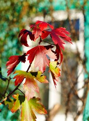 branch of autumn red leaves on rustic window background