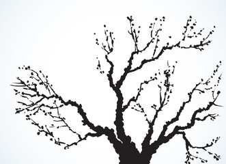 Vector image of mighty tree with bare branches
