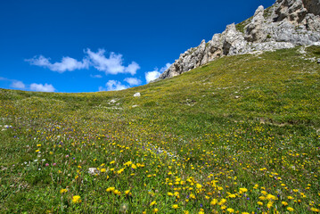 Prato con fiori gialli nelle Dolomiti, ai piedi del monte Civetta. Patrimonio Unesco