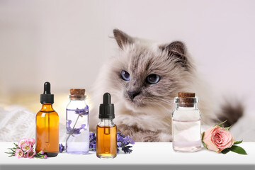 Aromatherapy for animals. Essential oils and cute cat on background