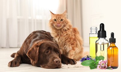 Aromatherapy for animals. Essential oils near dog and cat on background